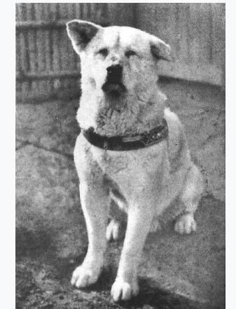 The Forever Loyal Dog